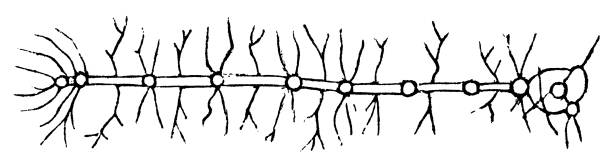 毛虫の神経系の生物学的イラスト - 19世紀 - activity axon biology biomedical illustration点のイラスト素材／クリップアート素材／マンガ素材／アイコン素材
