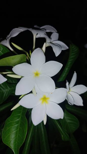 istock Painted flowers in our garden 1596714149