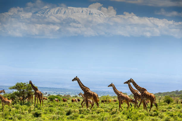 istock Kilimanjaro and Giraffe Herd in Wildlife 1596714696
