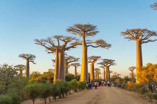 Morondava, Madagascar - May 29.2023: Avenue with the Baobab trees allee near Morondava in Madagascar