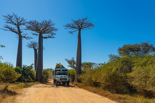Morondava, Madagascar - May 29.2023: Public transport truck of Madagascar at the avenue Baobab trees allee near Morondava