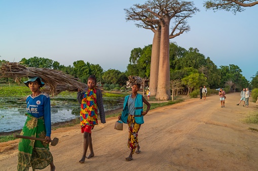 Morondava, Madagascar - May 29.2023: Avenue with the Baobab trees allee near Morondava in Madagascar