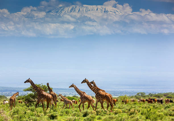 istock Kilimanjaro and Giraffe Herd in Wildlife 1596750529