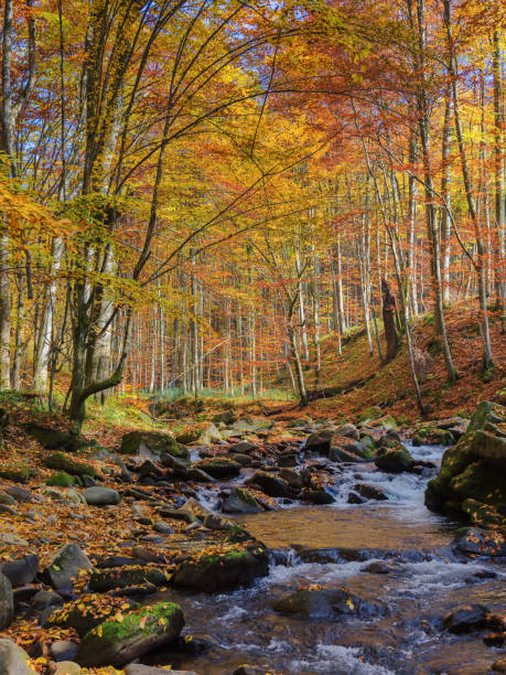 istock nature scenery with small river in autumn forest 1596753207