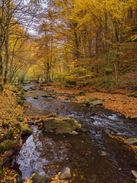 istock nature scenery with small river in autumn forest 1596753232