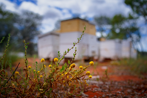 Beekeeping or apiculture, care of the bees, working hand on honey, apiary (also bee yard) with beehives and working beekeepers in australian outback, honey bee on the honeycomb or flying home.