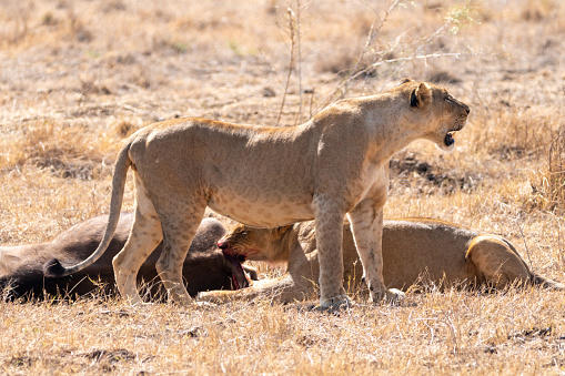 Lion with bloody mouth eats a cape buffalo he just killed. Kenya, Nairobi National Park