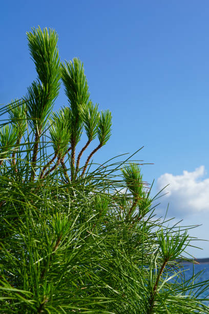 Pine tree growing near sea in beautiful Mediterranean environment Pine tree growing near sea in summer in beautiful Mediterranean environment pine needle tea stock pictures, royalty-free photos & images
