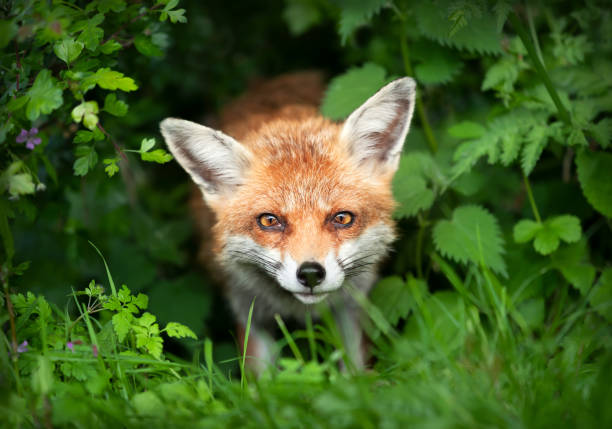 istock Close-up of a Red fox in green grass 1596777085