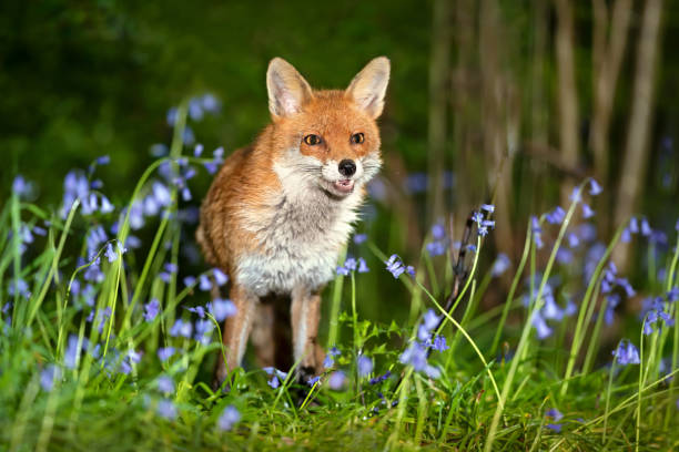 istock Close-up of a red fox amongst bluebells in spring 1596777086