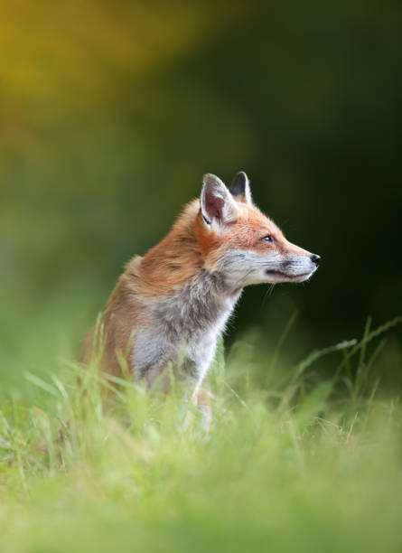 istock Close-up of a Red fox in a meadow 1596777602