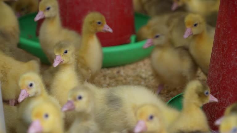 ducklings stock