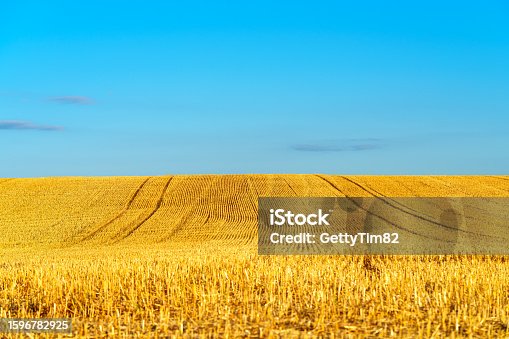 istock Big yellow field after harvesting. Mowed wheat fields under beautiful blue sky and clouds at summer sunny day. 1596782925