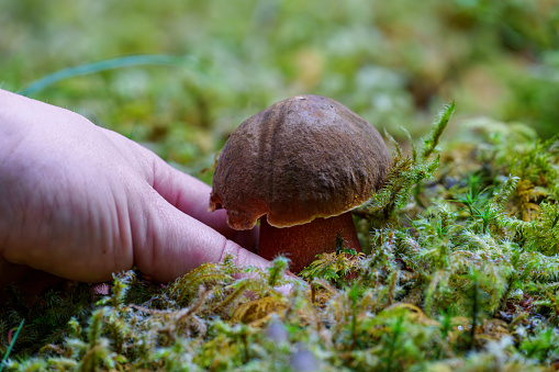 field mushroom [Agaricus campestris]