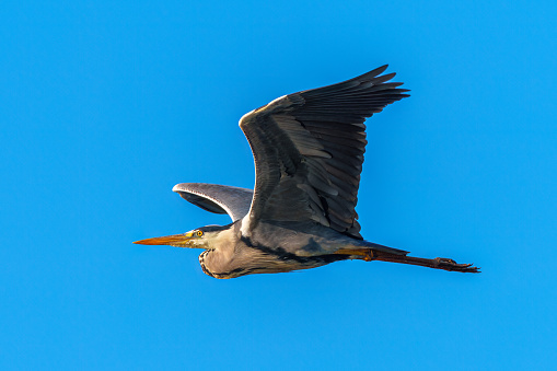 A Grey Heron ardea cinerea in flight