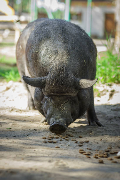 istock Black pig on green grass 1596789198