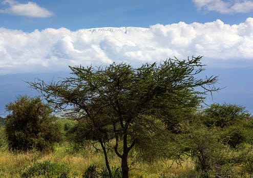 Kilimanjaro and Acacia Tree in Wildlife