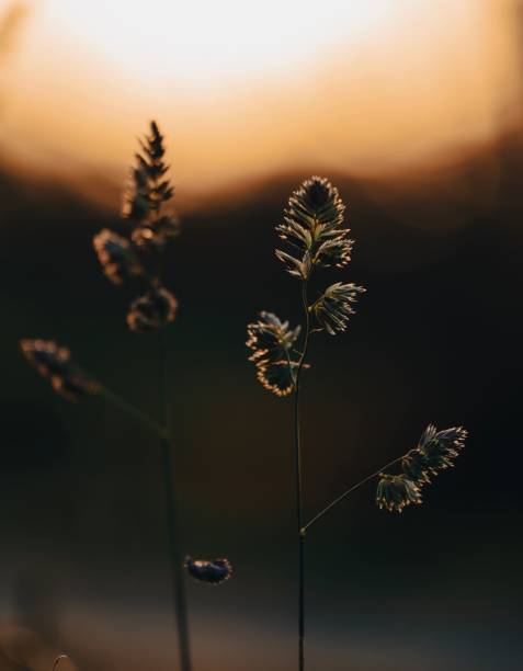 istock long grass blowing in the wind at sunset or sunrise time 1596826016