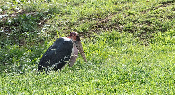 one large ibis bird in an African grass field
