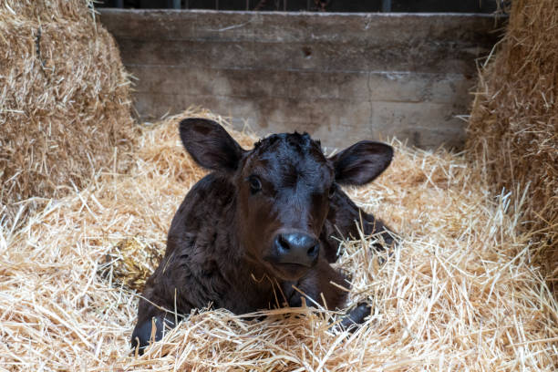 istock Cow in barn Basque country Spain 1596833531