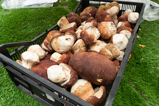 Ordizia Gipuzkoa Spain The traditional fair in Ordizia every Wednesday is a meeting place for buyers and sellers of agricultural produce from the area.  Boletus edulis from the forest\nfresh mushrooms at a market stall.