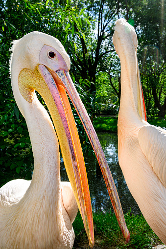 Portrait of great white pelican (also known as the eastern white pelican, rosy pelican or white pelican) on lake shore.