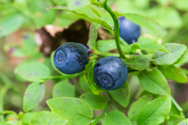 istock Blueberries in the forest on a summer day. 1596852681