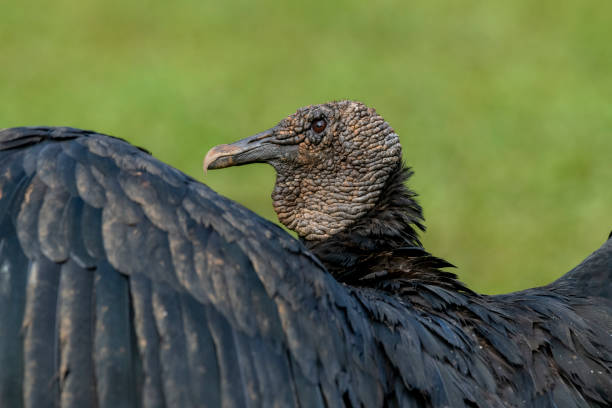 istock Black Vulture (Coragyps atratus) - stock photo 1596857025