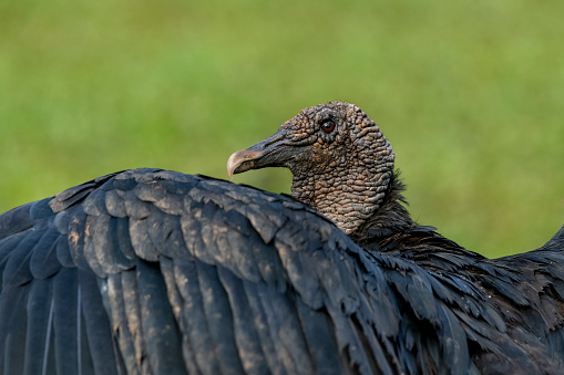Black Vulture (Coragyps atratus) drying their wings - stock photo