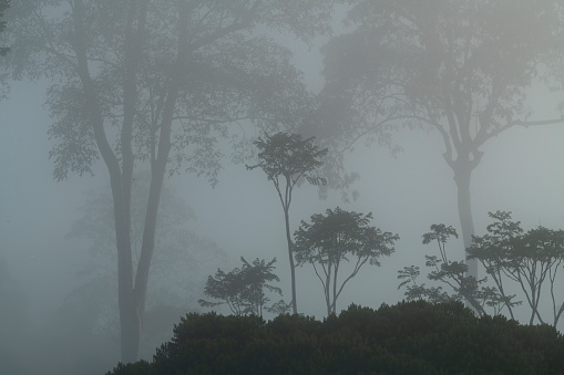 Tropical dense rain forest covered in fog, Costa Rica, Central America - stock photo