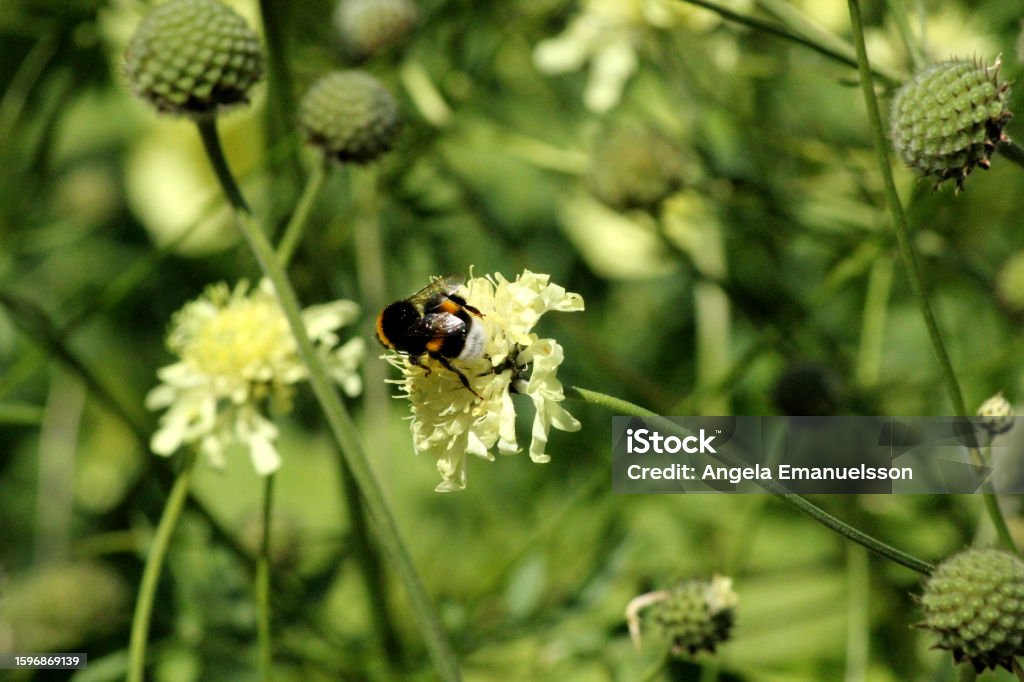 A Bumblebee climbing on a flower Bee Stock Photo