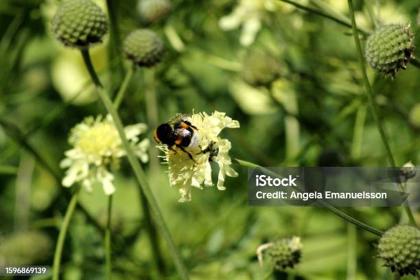 A Bumblebee Climbing On A Flower Stock Photo - Download Image Now - Bee, Botany, Bumblebee