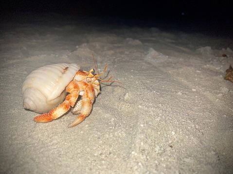 Land Hermit Crab on beach in Maldives. Pretty smooth shell, white sands. Close up.