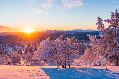 Frosty and snow covered trees at sunset, Norway