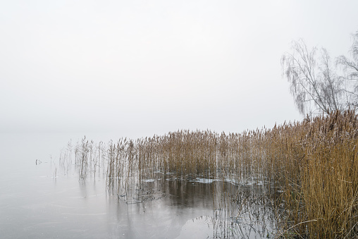 Ice on lake besides reeds, Sweden.
