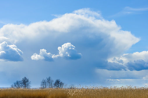 Dramatic clouds over field of reeds, Sweden.