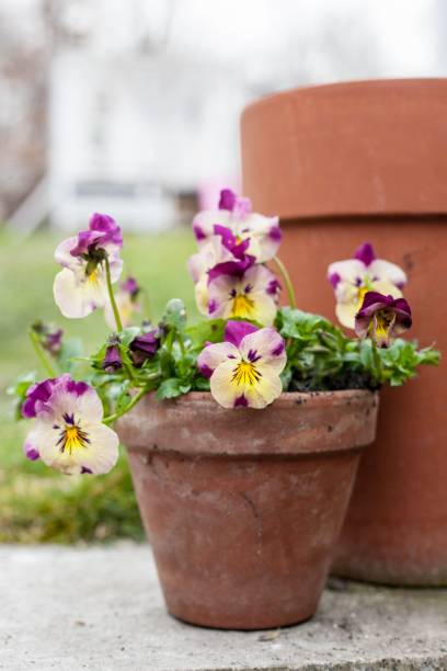 istock Beutiful flowering Pansy Trailing in a traditional ceramic pot 1596971853