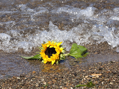 sunflower on the lake shore