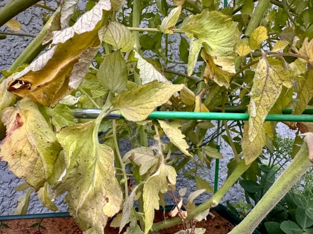 istock Yellowing leaves on tomato plants 1596975159