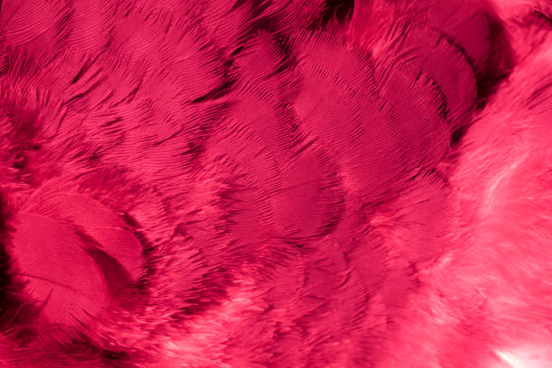 red feather pigeon macro photo. texture or background