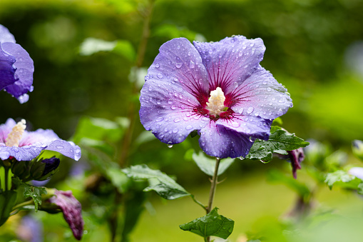Detailed shot of a purple hibiscus with raindrops