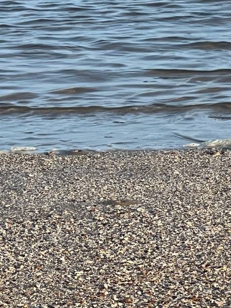 istock Waters edge with Ocean and Neach 1596986646