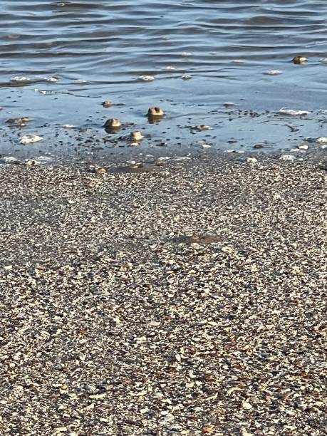 Waters edge with Ocean and Neach