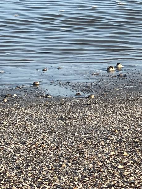 istock Waters edge with Ocean and Neach 1596987180