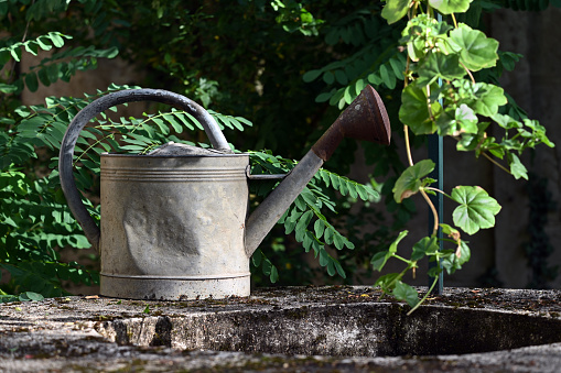 Old galvanized metal watering can on a well with green foliage in the background in summer