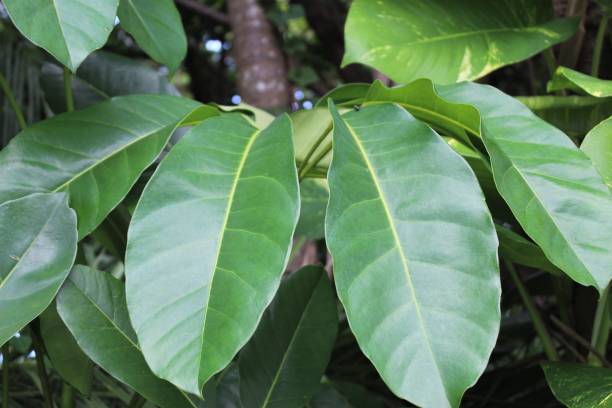 istock Big green leaves 1597001232