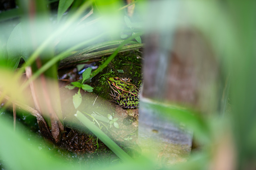 A northern leopard frog hiding out along the side of a nature trail.