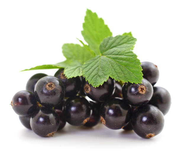 Black currants isolated. stock photo