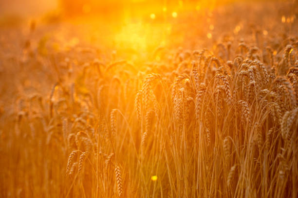 istock Landscape: ripe wheat in the rays of the warm setting sun. Soft focus 1597050559