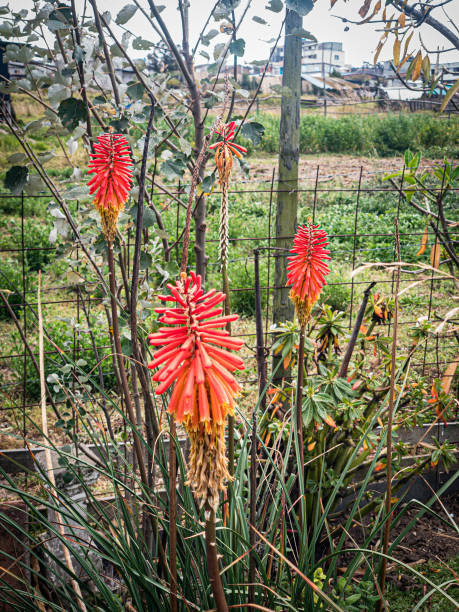 istock Antrchas flowers 1597052701